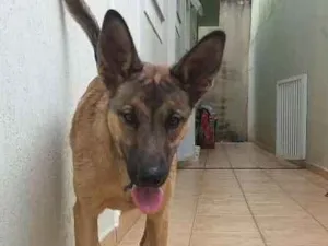 Cachorro raça SRD idade 2 anos nome jack