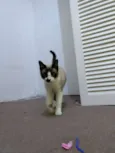 Anakin