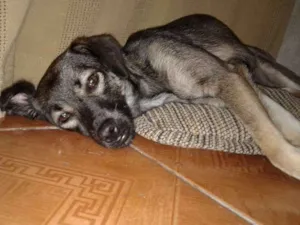 Cachorro raça SRD idade 7 a 11 meses nome Maila