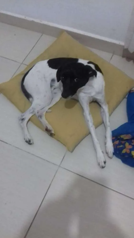 Cachorro ra a Fox paulistinha idade 1 ano nome Pingo