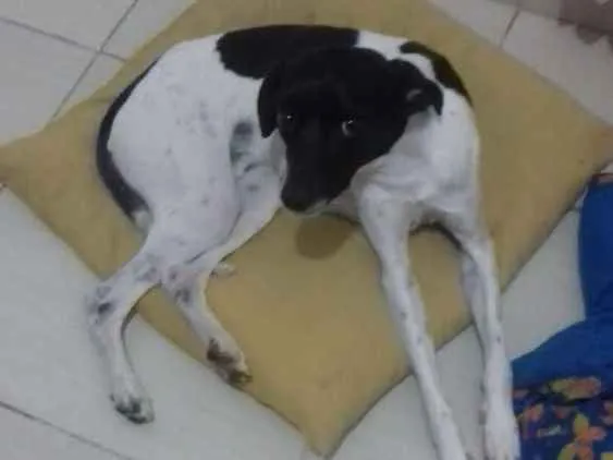 Cachorro ra a Fox paulistinha idade 1 ano nome Pingo