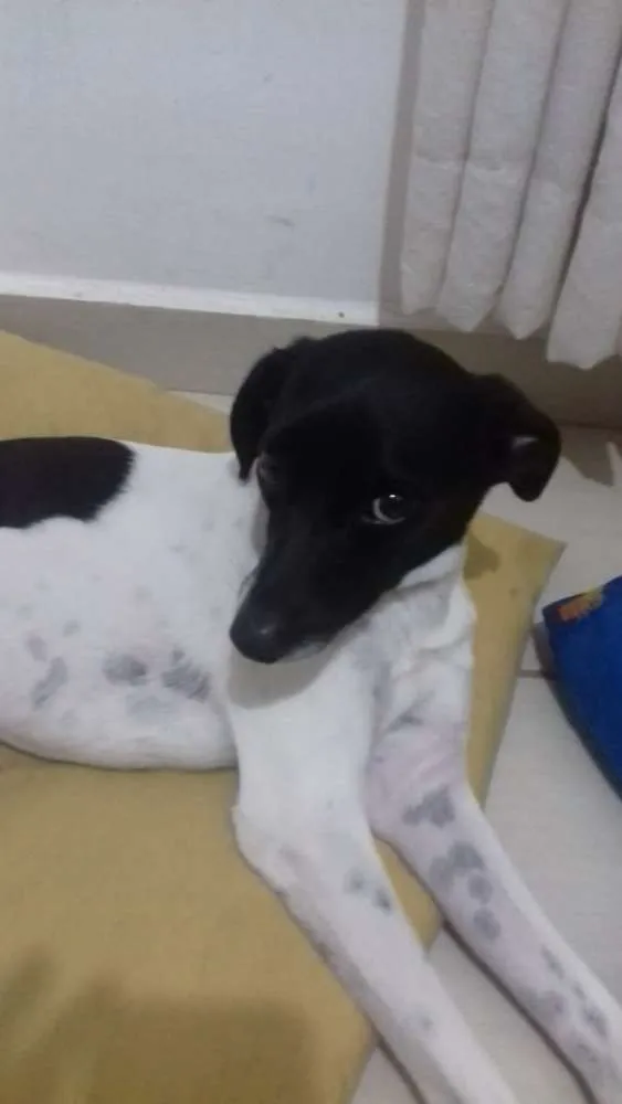 Cachorro ra a Fox paulistinha idade 1 ano nome Pingo