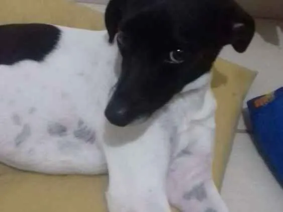 Cachorro ra a Fox paulistinha idade 1 ano nome Pingo