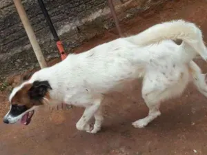 Cachorro raça FILA COM VIRA LATA idade 4 anos nome RANA