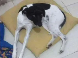 Cachorro raça Fox paulistinha idade 1 ano nome Pingo