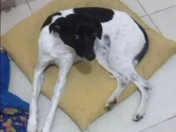 Cachorro ra a Fox paulistinha idade 1 ano nome Pingo