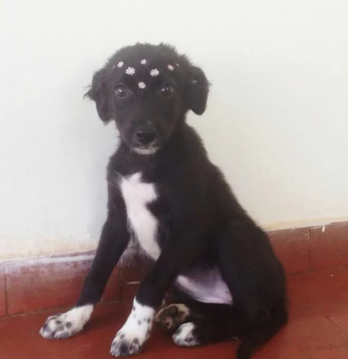 Cachorro ra a Sem raça  idade 2 a 6 meses nome Sem nome