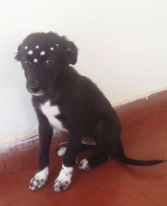 Cachorro ra a Sem raça  idade 2 a 6 meses nome Sem nome