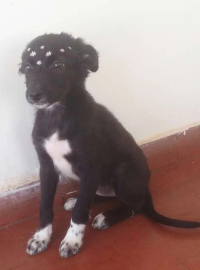Cachorro ra a Sem raça  idade 2 a 6 meses nome Sem nome