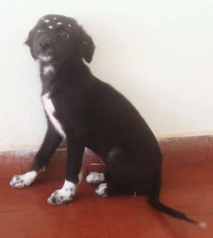 Cachorro ra a Sem raça  idade 2 a 6 meses nome Sem nome