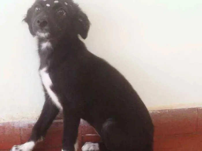 Cachorro ra a Sem raça  idade 2 a 6 meses nome Sem nome