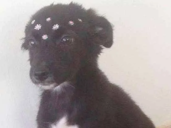 Cachorro ra a Sem raça  idade 2 a 6 meses nome Sem nome
