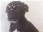 Cachorro raça Sem raça  idade 2 a 6 meses nome Sem nome
