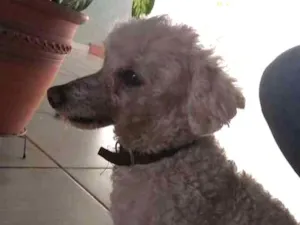 Cachorro raça Poodle idade 2 anos nome [ sem nome ] 