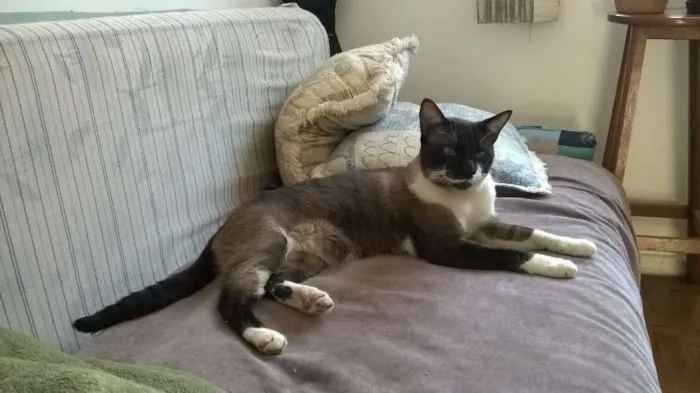 Gato ra a Siamês idade 2 anos nome Desconhecido