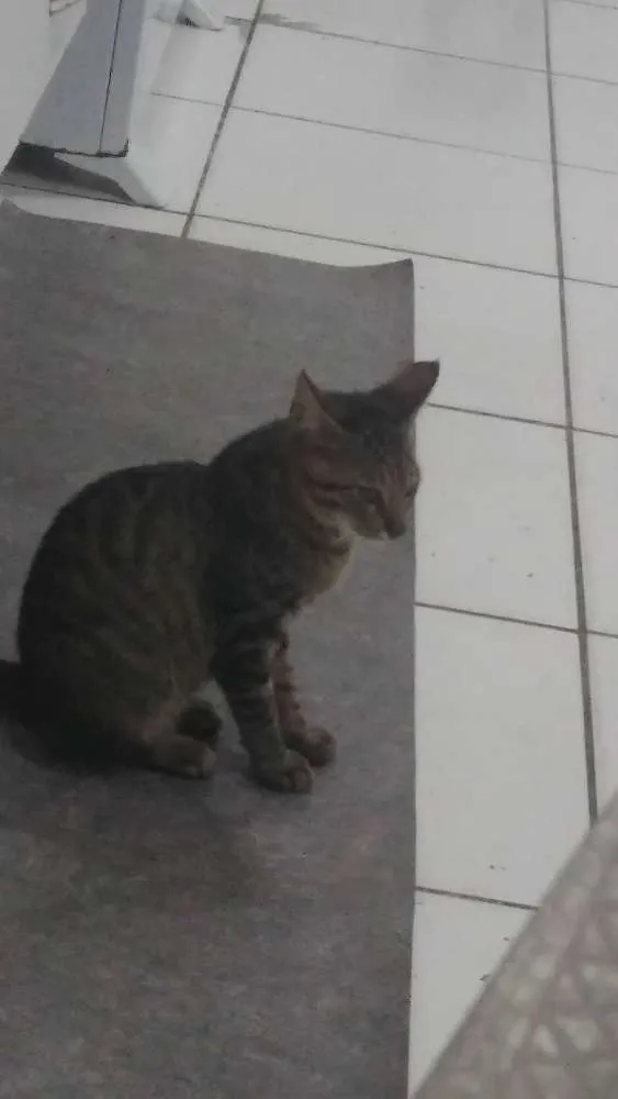 Gato ra a Não definida idade 2 a 6 meses nome Teresa