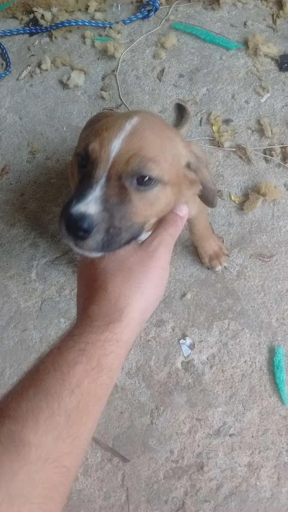 Cachorro raça Misturada  idade 2 a 6 meses nome Catrina
