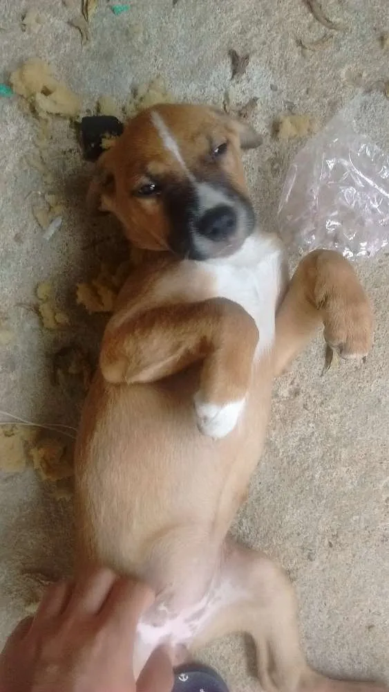 Cachorro raça Misturada  idade 2 a 6 meses nome Catrina