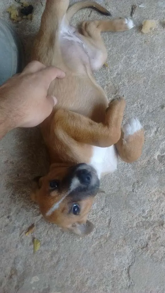 Cachorro raça Misturada  idade 2 a 6 meses nome Catrina