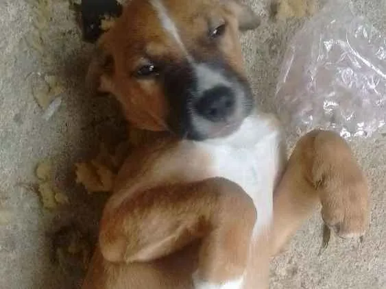 Cachorro raça Misturada  idade 2 a 6 meses nome Catrina
