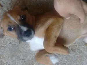 Cachorro raça Misturada  idade 2 a 6 meses nome Catrina