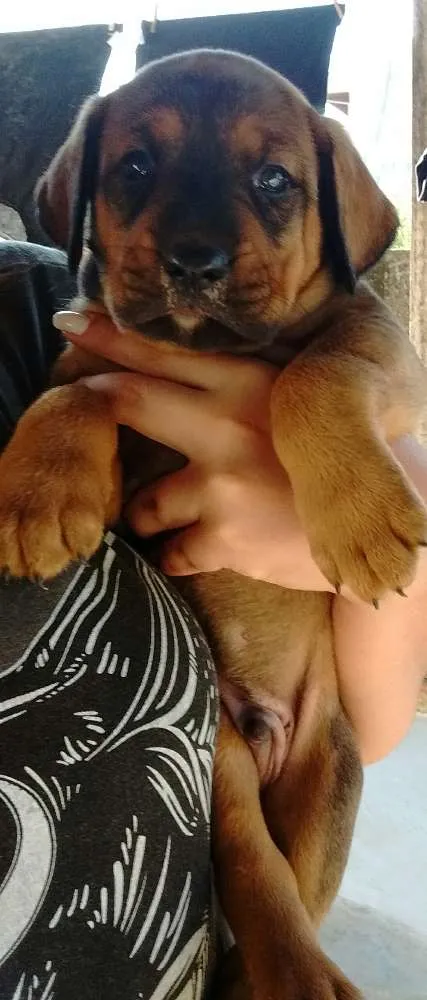 Cachorro ra a SRD idade Abaixo de 2 meses nome Sem nome