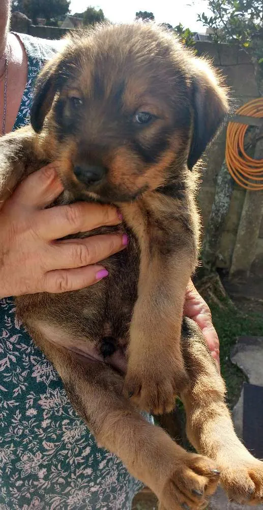 Cachorro ra a SRD idade Abaixo de 2 meses nome Sem nome