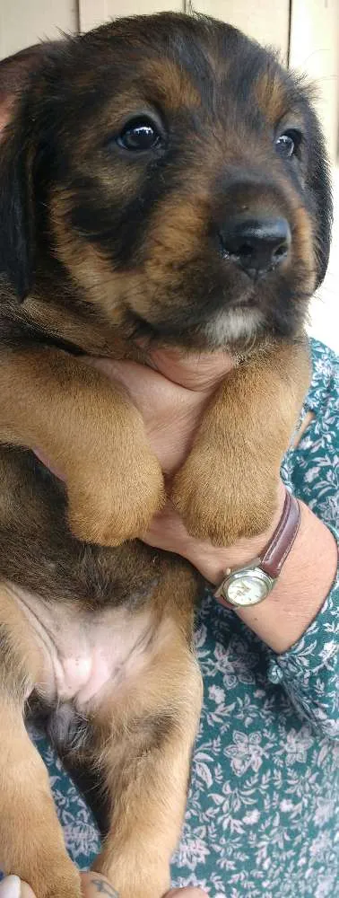 Cachorro ra a SRD idade Abaixo de 2 meses nome Sem nome