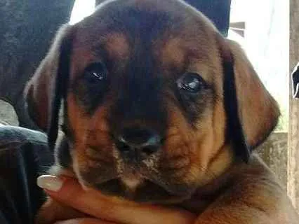 Cachorro ra a SRD idade Abaixo de 2 meses nome Sem nome