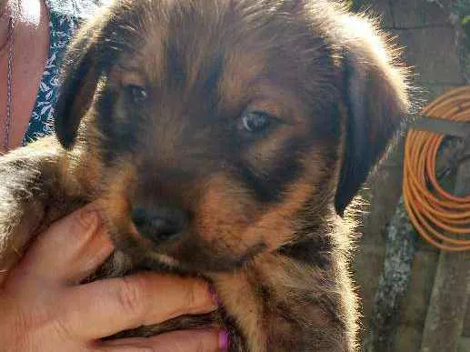 Cachorro ra a SRD idade Abaixo de 2 meses nome Sem nome