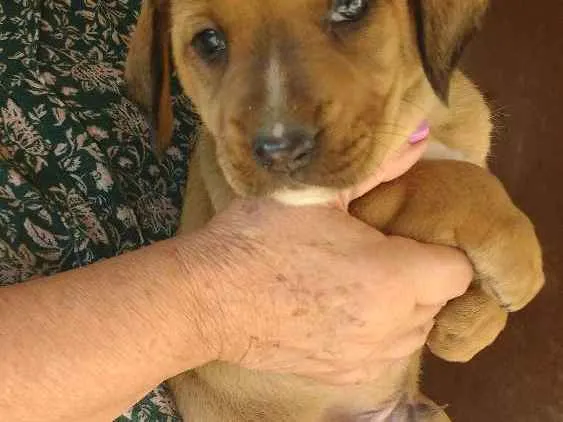 Cachorro ra a SRD idade Abaixo de 2 meses nome Sem nome