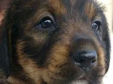 Cachorro ra a SRD idade Abaixo de 2 meses nome Sem nome