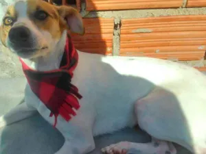 Cachorro raça Vira lata idade 4 anos nome Madona 