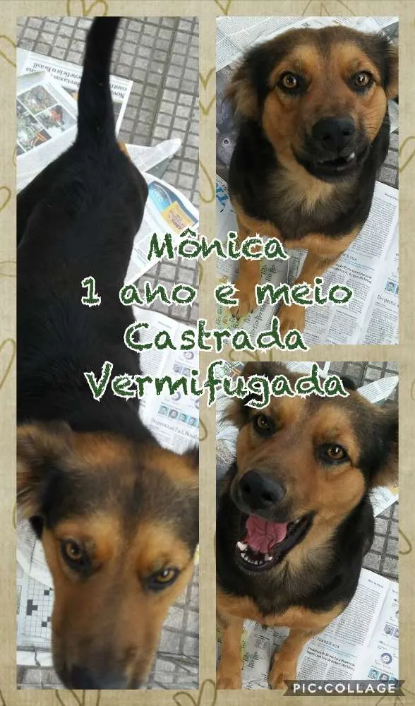 Cachorro ra a SRD idade 1 ano nome Mônica
