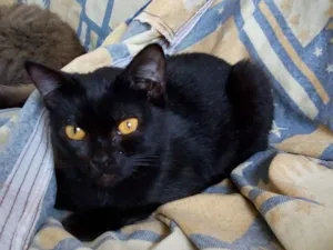 Gato raça SRD idade 2 anos nome Fiorella
