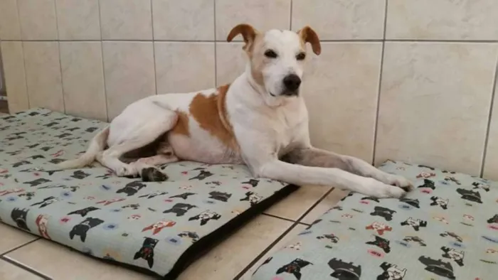 Cachorro raça SRD idade 5 anos nome BOLT