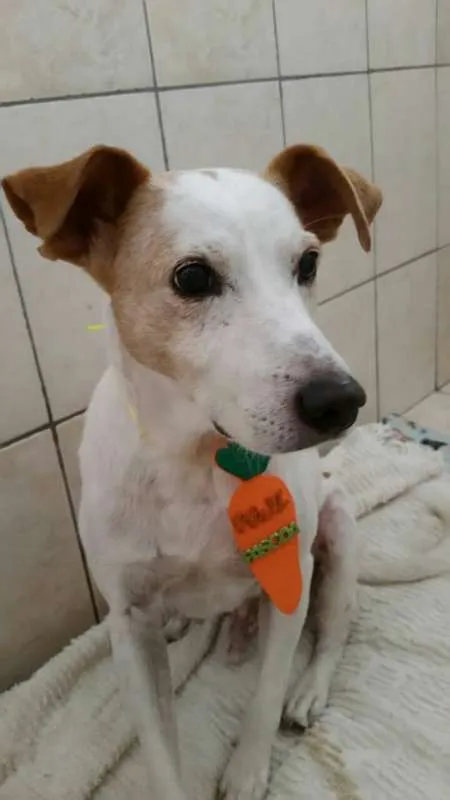 Cachorro raça SRD idade 5 anos nome BOLT