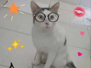 Gato raça vira lata idade 1 ano nome Branquinho