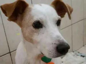 Cachorro raça SRD idade 5 anos nome BOLT