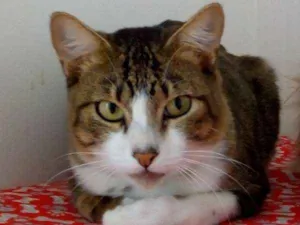Gato raça SRD idade 2 anos nome Dominic