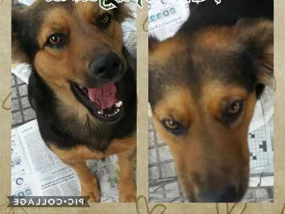 Cachorro ra a SRD idade 1 ano nome Mônica