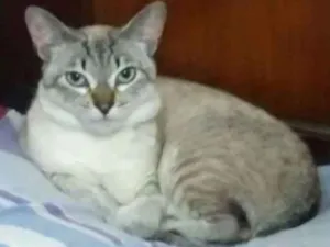 Gato raça Indefinida  idade 1 ano nome Quincas