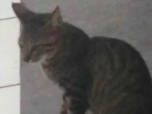 Gato raça Não definida idade 2 a 6 meses nome Teresa