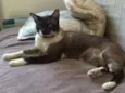Desconhecido