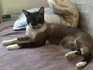 Gato raça Siamês idade 2 anos nome Desconhecido