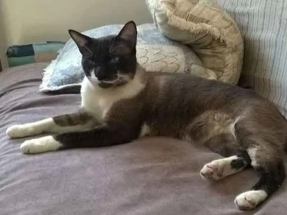 Gato ra a Siamês idade 2 anos nome Desconhecido