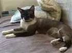 Gato raça Siamês idade 2 anos nome Desconhecido