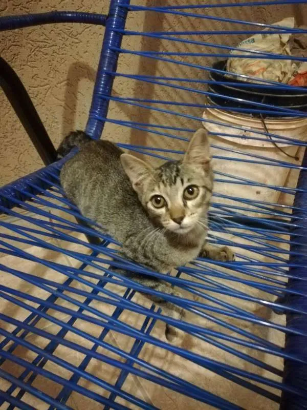 Gato ra a  idade 2 a 6 meses nome Sem Nome Ainda