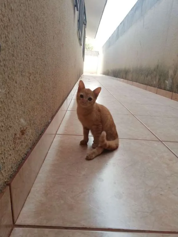 Gato ra a  idade 2 a 6 meses nome Sem Nome Ainda