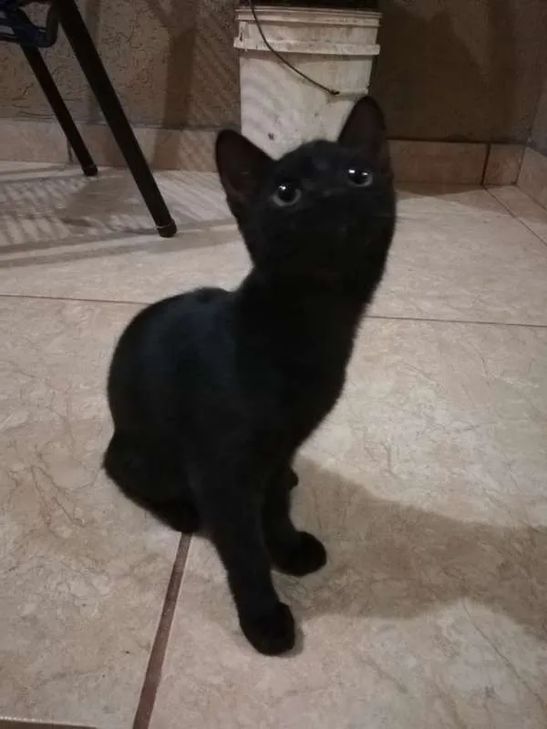 Gato ra a  idade 2 a 6 meses nome Sem Nome Ainda